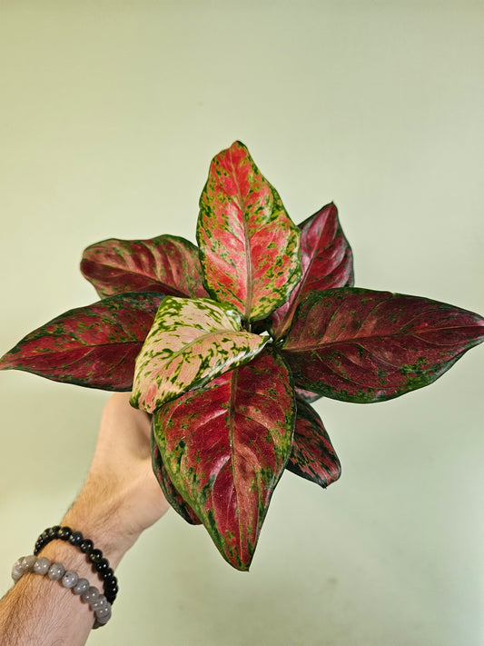 Aglaonema 'Black Maroon' 4"