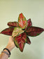 Aglaonema 'Black Maroon' 4"
