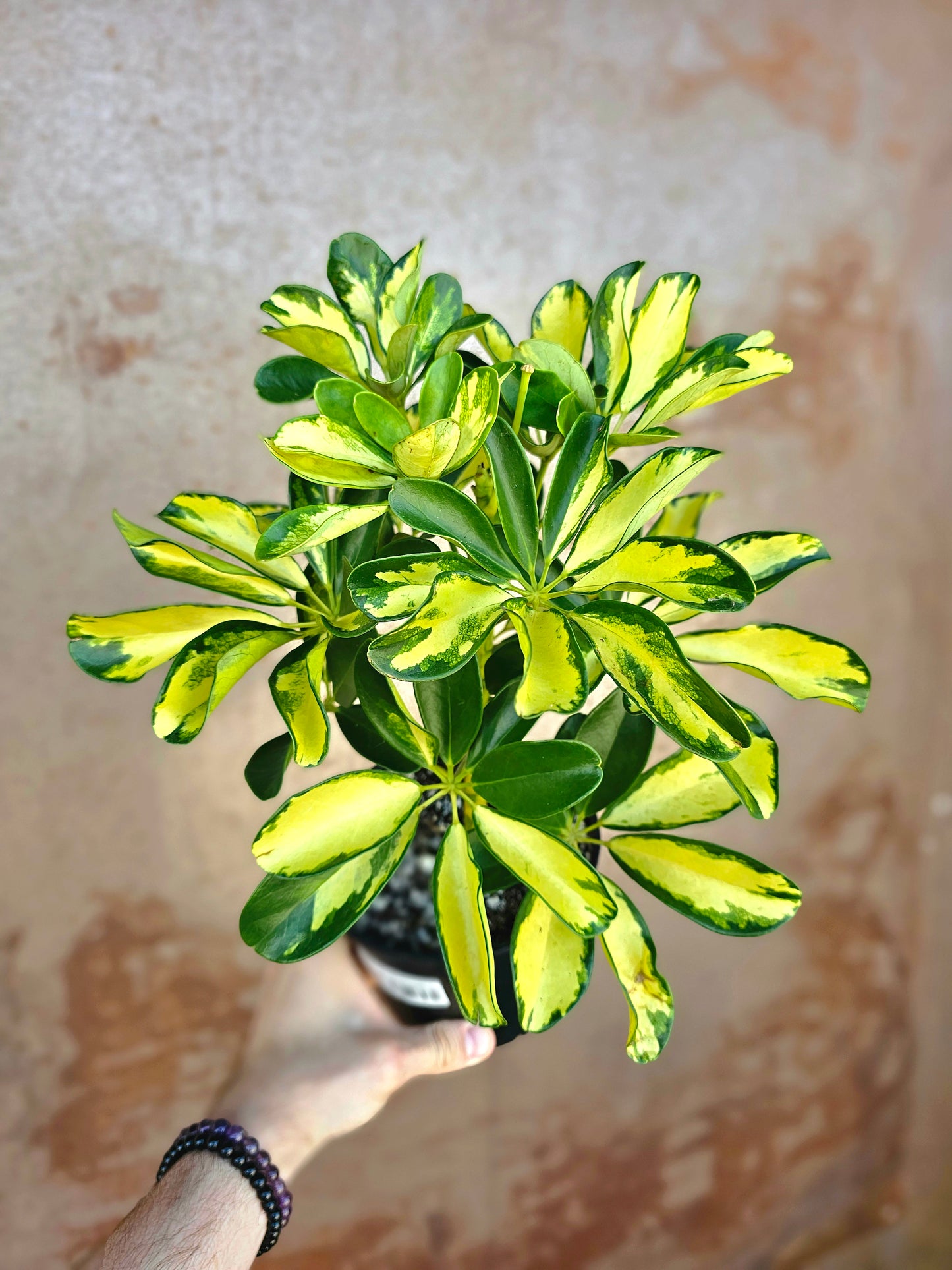 Schefflera arboricola 'Gold Capella' 6"