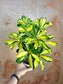 Schefflera arboricola 'Gold Capella' 6"