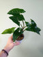 Syngonium podophyllum 4"