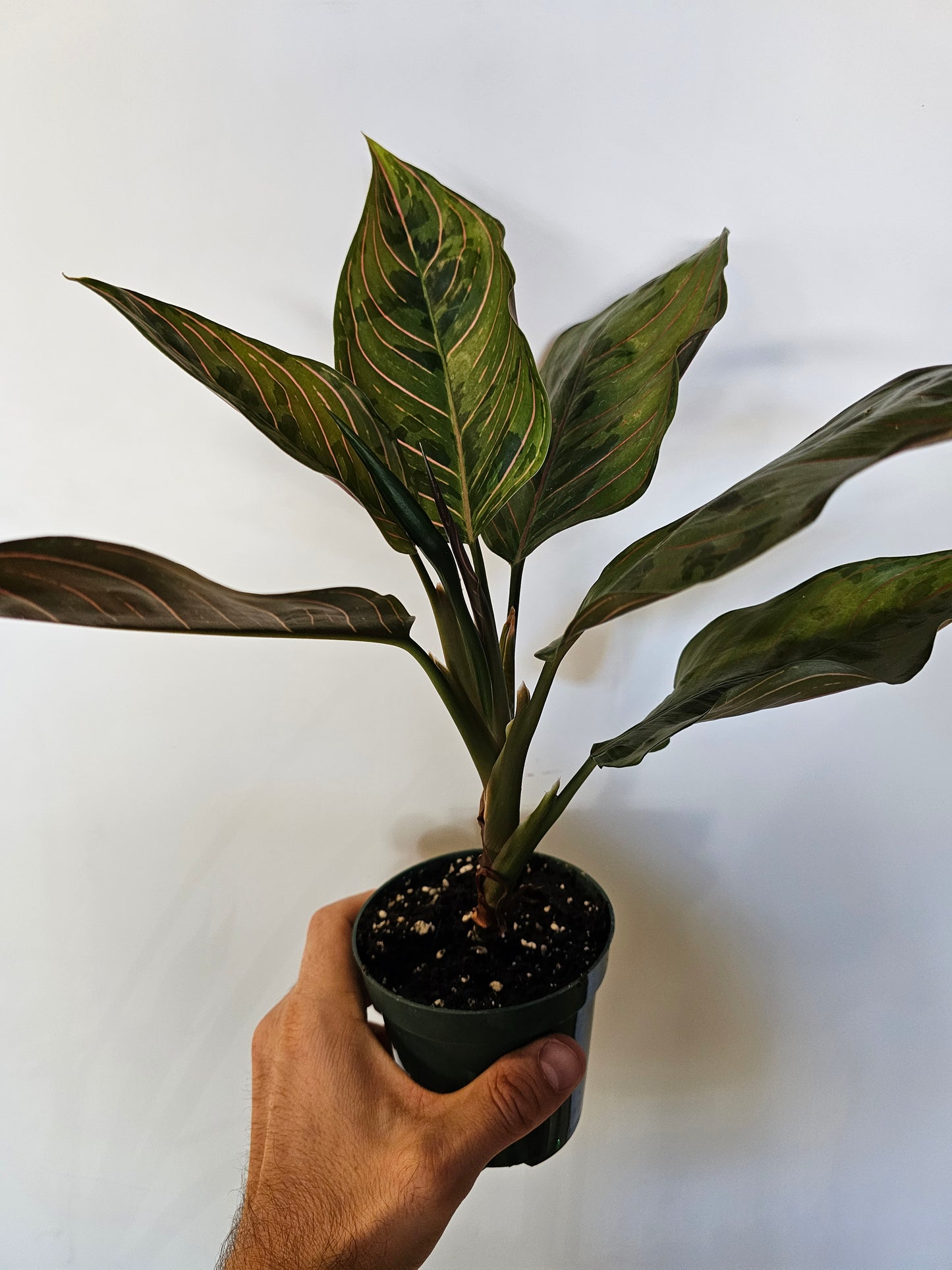 Aglaonema 'Red Army' 4"