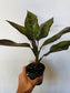 Aglaonema 'Red Army' 4"