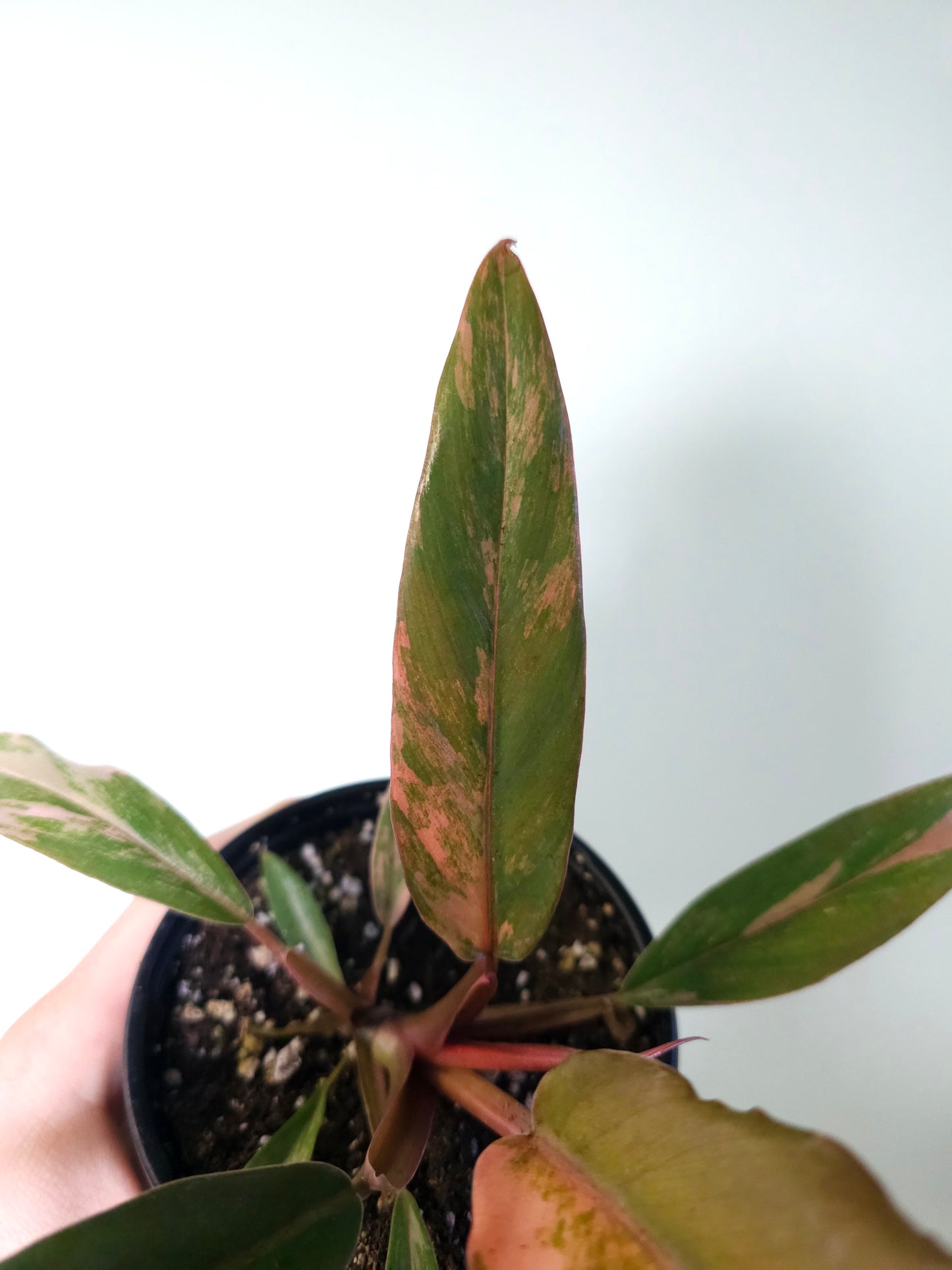 Philodendron 'Caramel Marble' 4"