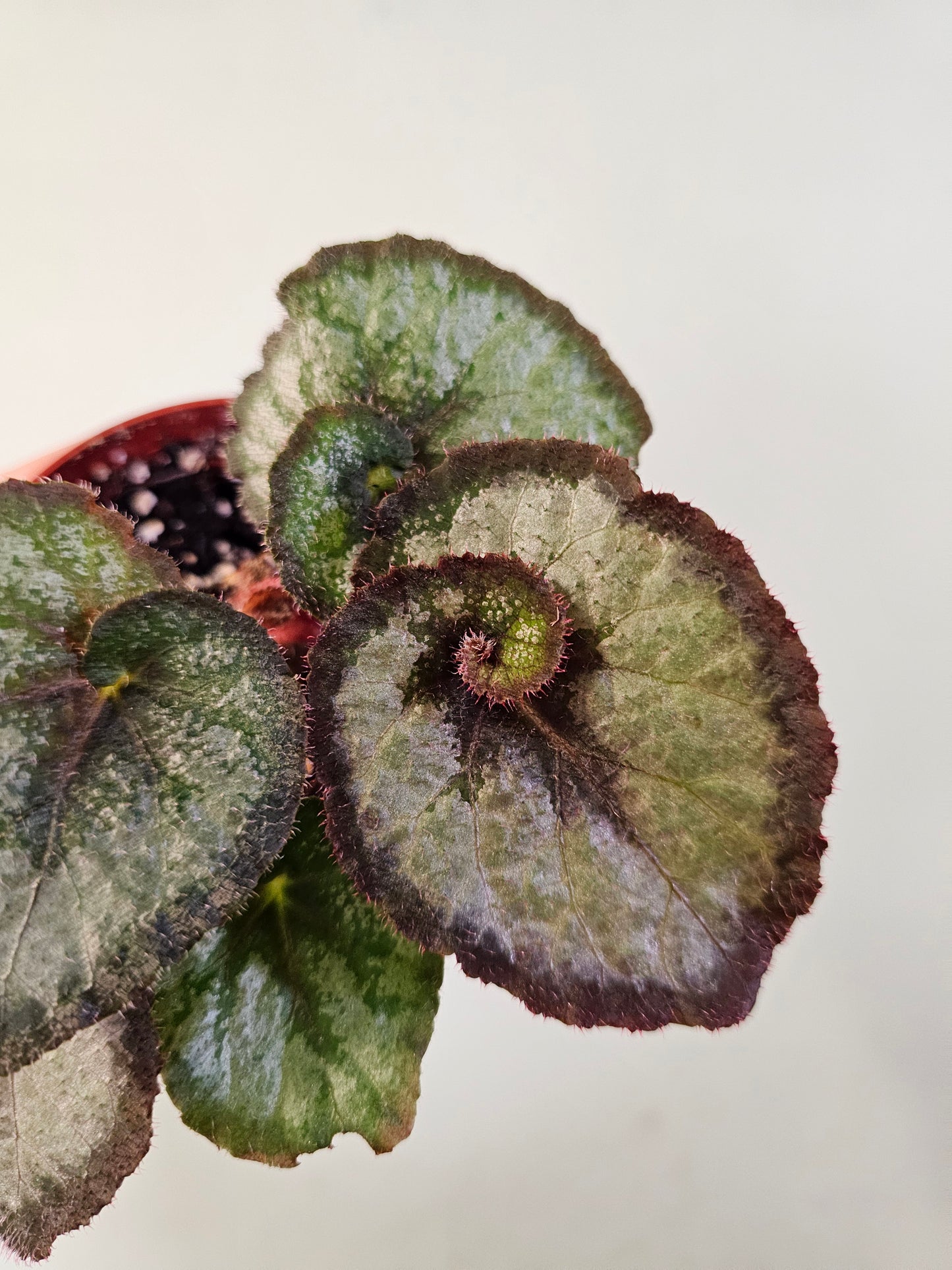 Begonia 'Escargot' 4"