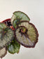 Begonia 'Escargot' 4"