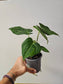 Anthurium clarinervium Hybrid 4"