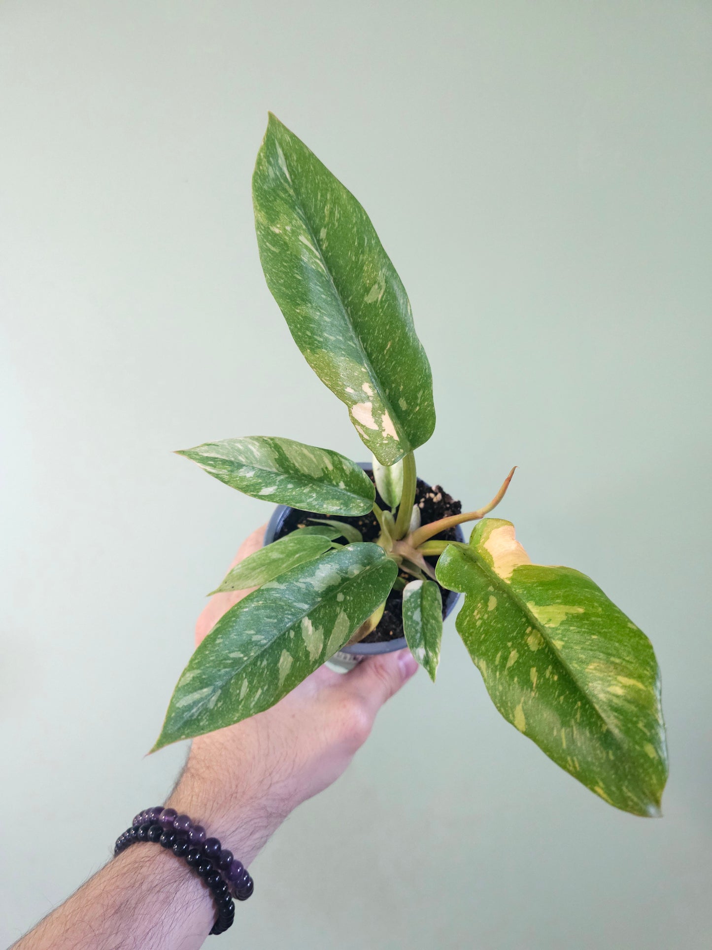 Philodendron 'Ring of Fire' 4"