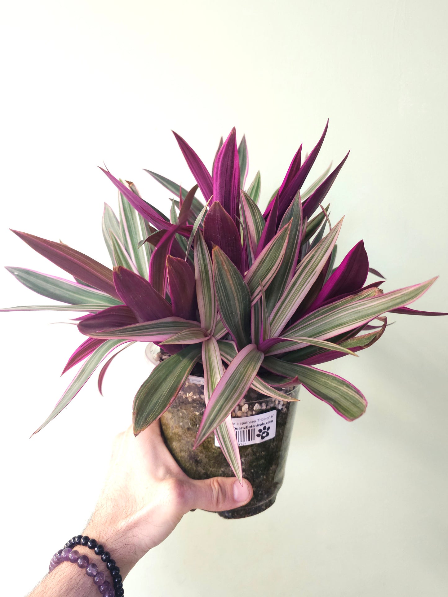 Tradescantia spathaea 'Tricolor' 6"