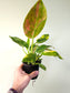 Philodendron Green Congo 'Nuclear' 4"