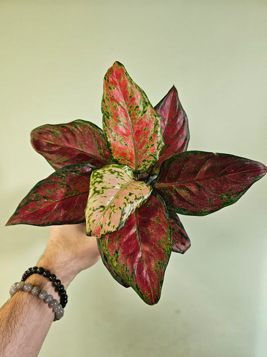 Aglaonema 'Black Maroon' 4"