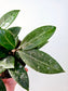 Hoya verticillata sp. Bogor 4"