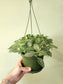 Fittonia albivenis 'White Angel' 6" HB