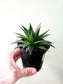 Aloe aristata "Lace Aloe" 4"
