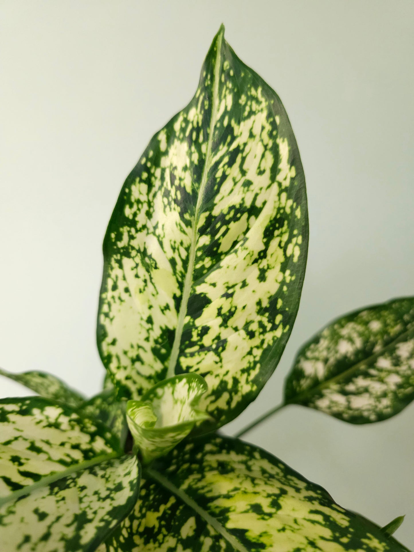 Aglaonema 'Snow White' 6"