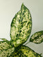 Aglaonema 'Snow White' 6"