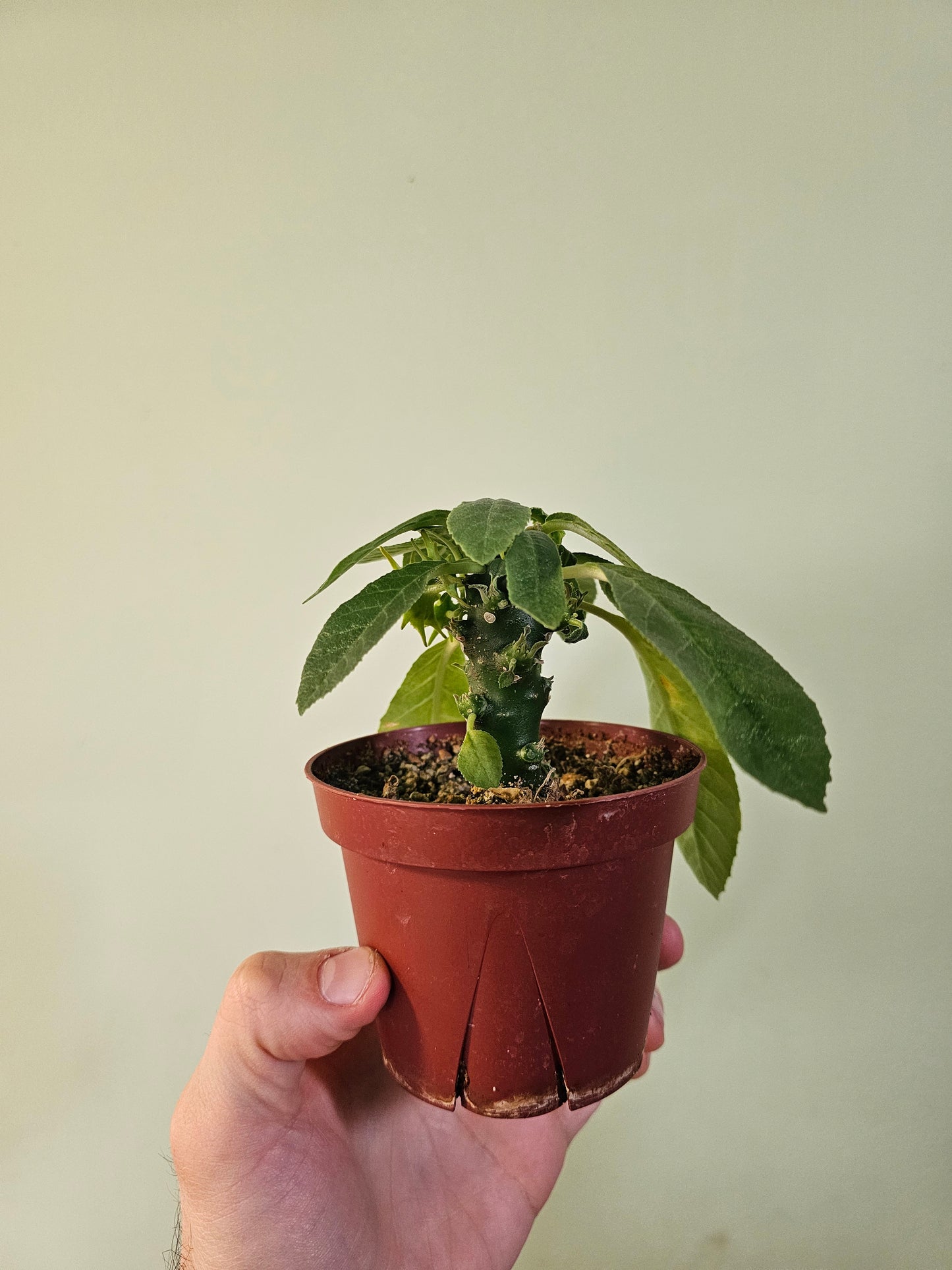 Dorstenia Foetida ssp. 4"