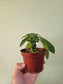 Dorstenia Foetida ssp. 4"