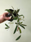 Hoya sigillatis 4"