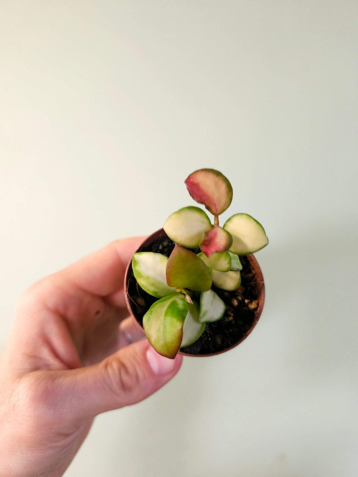 Hoya heuschkeliana Variegated 2"