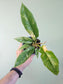 Philodendron 'Ring of Fire' 4"