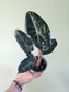 Alocasia 'Pink Dragon' 4"