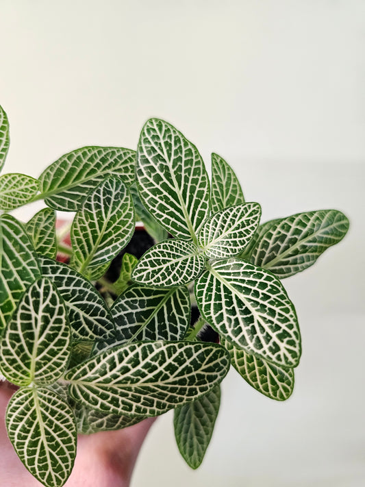 Fittonia albivenis 'White Angel' Nerve Plant 2.5"