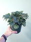 Peperomia 'Frost' 6"