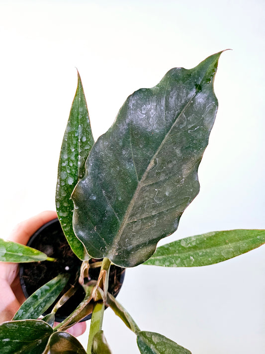 Philodendron 'Pluto' 4"