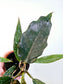 Philodendron 'Pluto' 4"