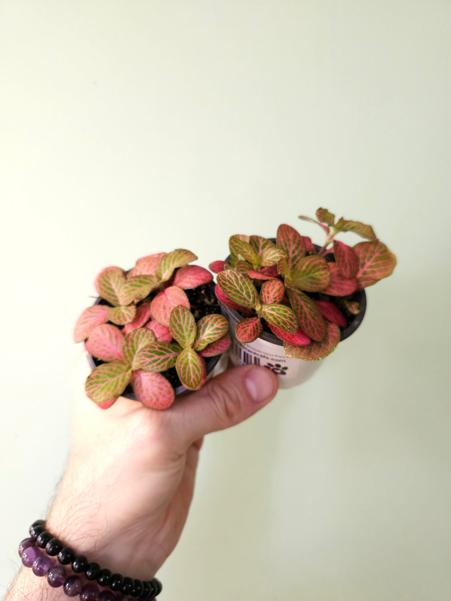 Fittonia albivenis 'Strawberry Blossom' Nerve Plant 2.5"