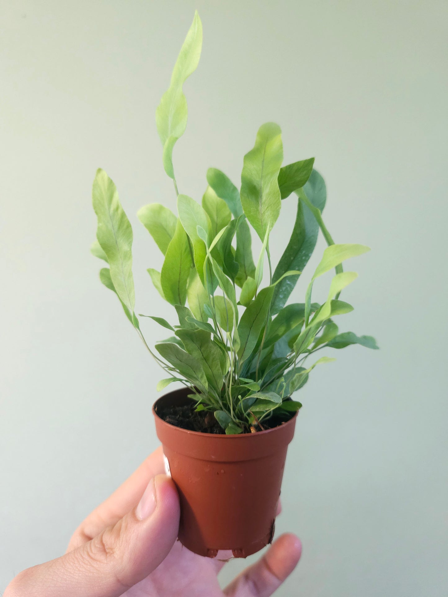 Phlebodium aureum "Blue Star Fern" 2"