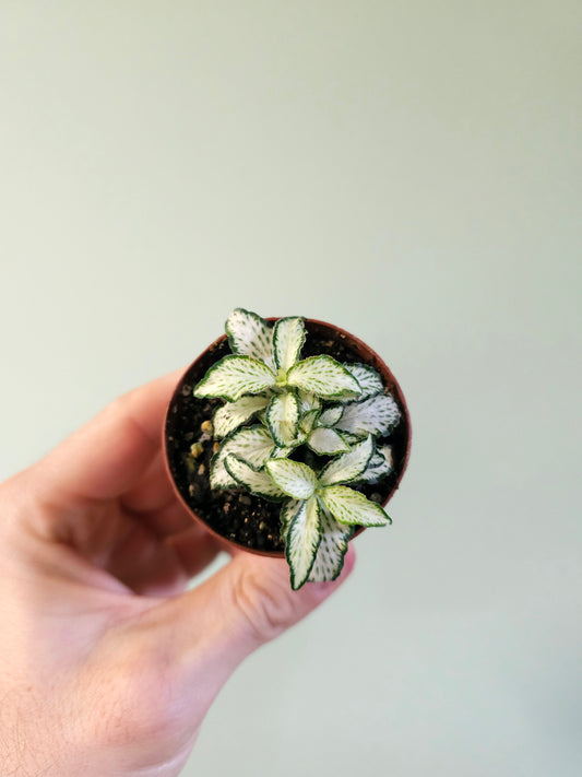 Fittonia albivenis 'Lovers' 2"