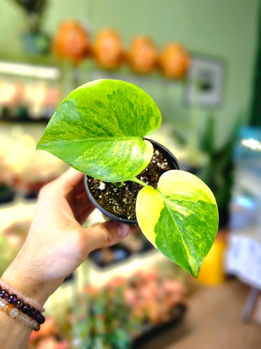 Monstera 'Yellow Marilyn' 4"