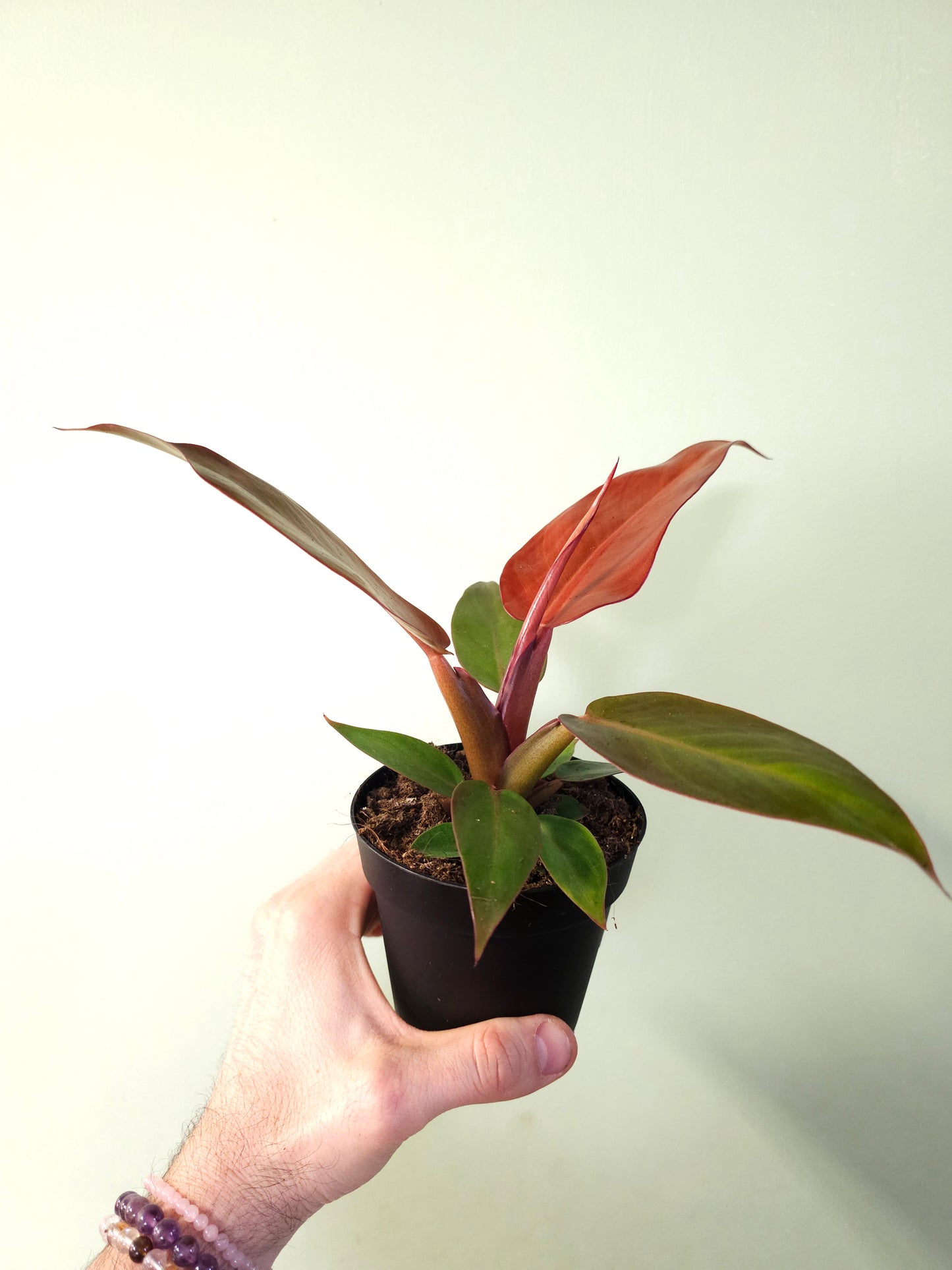 Philodendron 'Sun Red' 4"