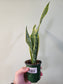 Sansevieria trifasciata 'Laurentii' 3.5"