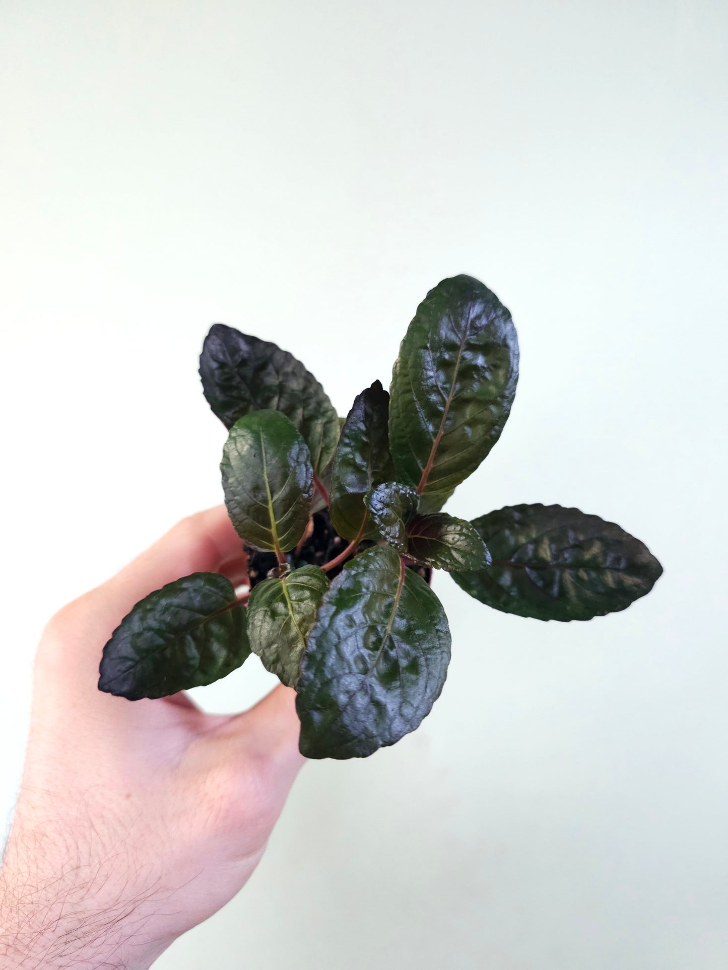 Hemigraphis alternata 'Purple Waffle' 2"