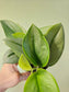 Scindapsus treubii 'Moonlight' 4"