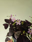 Oxalis triangularis 'Purple' 4.5"
