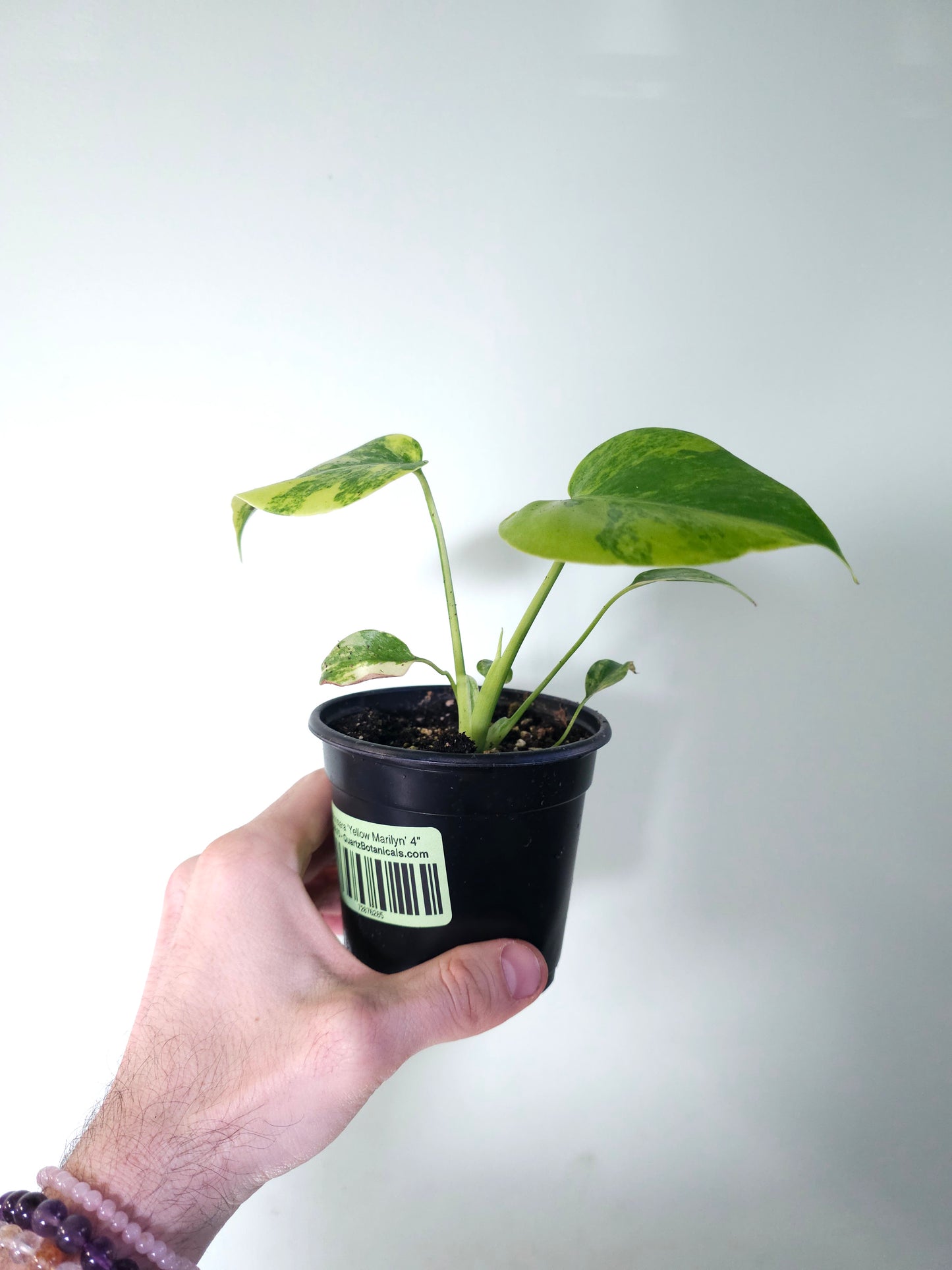 Monstera 'Yellow Marilyn' 4"