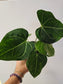 Anthurium clarinervium Hybrid 4"
