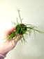 Rhipsalis baccifera "Spaghetti Plant" 2"