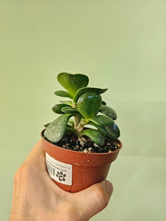 Adromischus maculatus "Calico Hearts" 4"