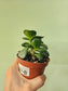 Adromischus maculatus "Calico Hearts" 4"