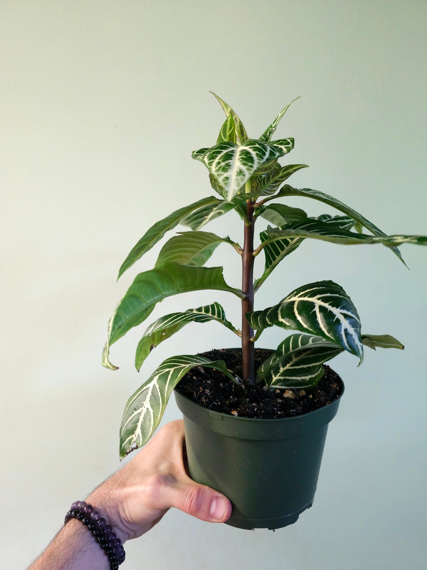 Aphelandra squarrosa 'Dania' 6"