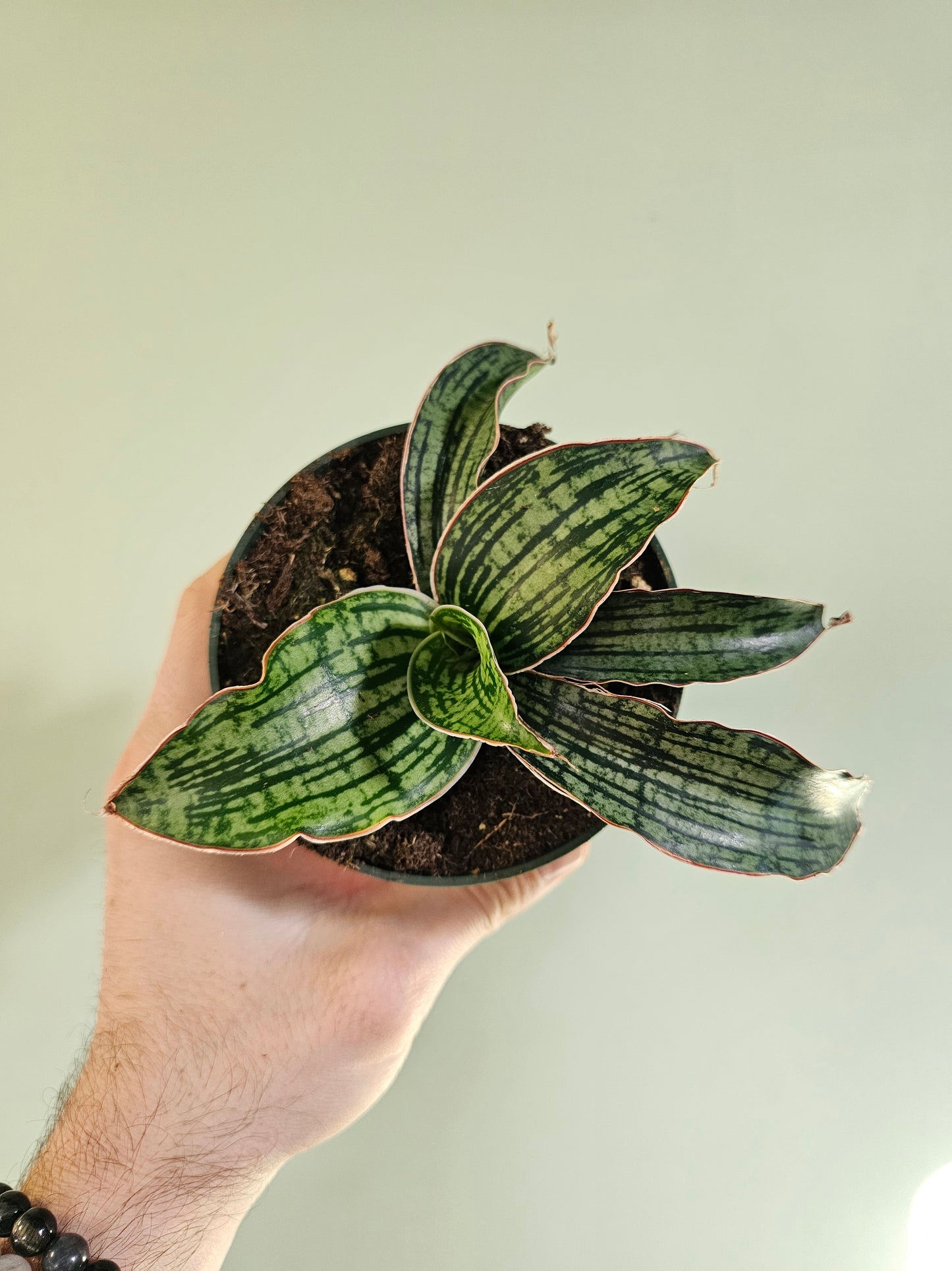 Sansevieria kirkii 'Cleopatra' 4"