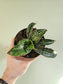 Sansevieria kirkii 'Cleopatra' 4"