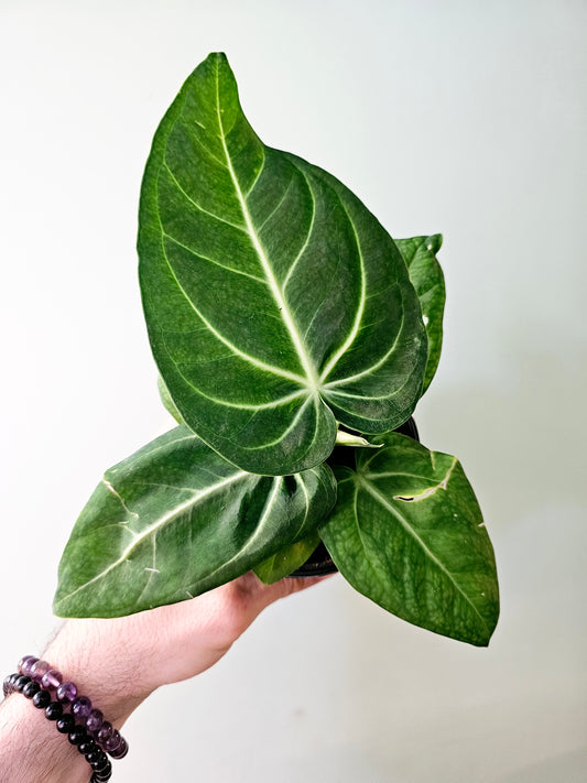 Anthurium villenaorum 4"