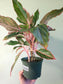 Aglaonema 'Moonstone' 6"