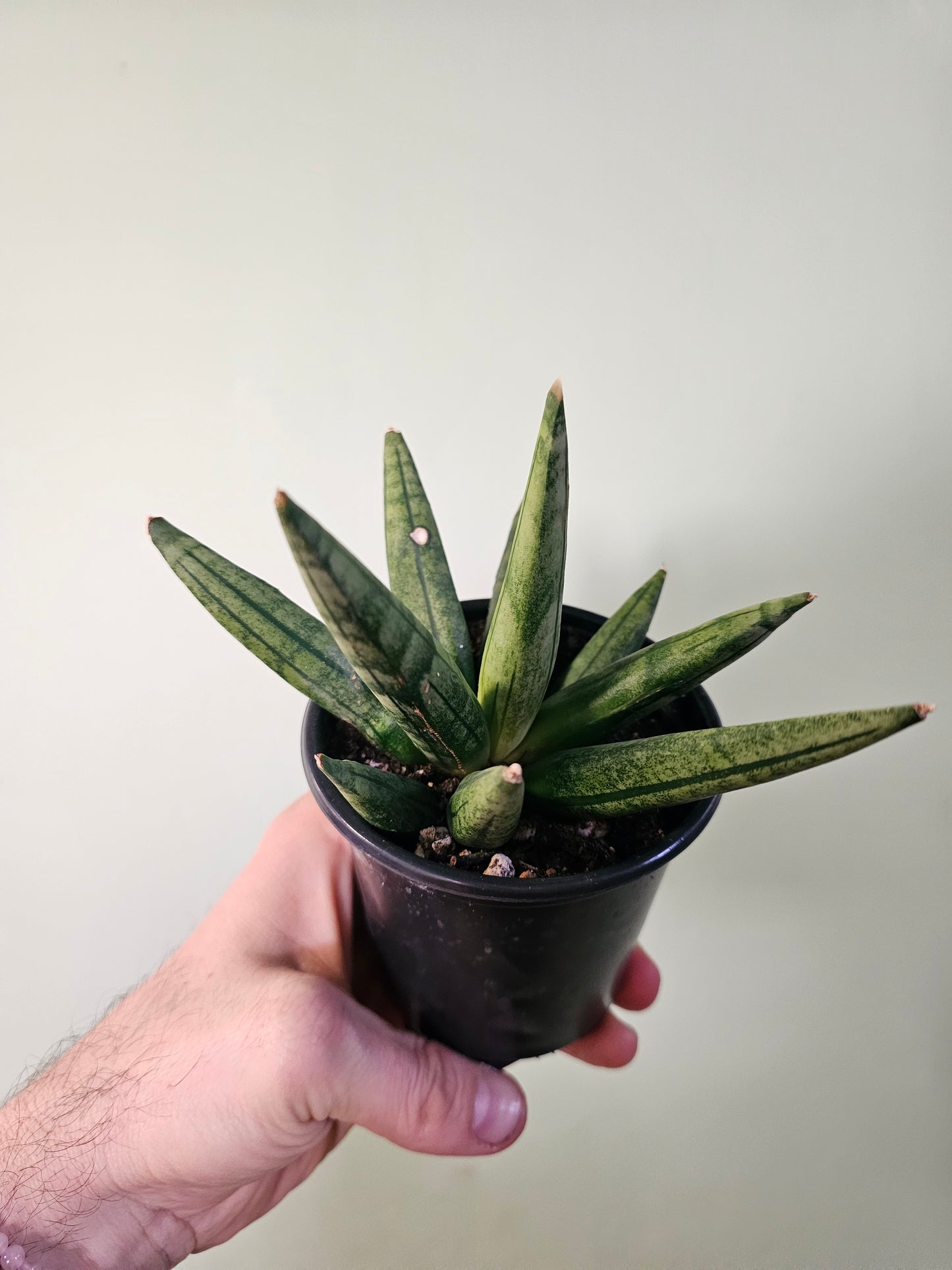 Sansevieria 'Hedgehog' 3.5"